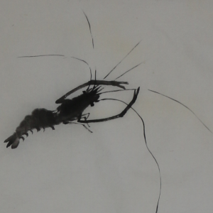 This shrimp Logo links directly  to Animal.